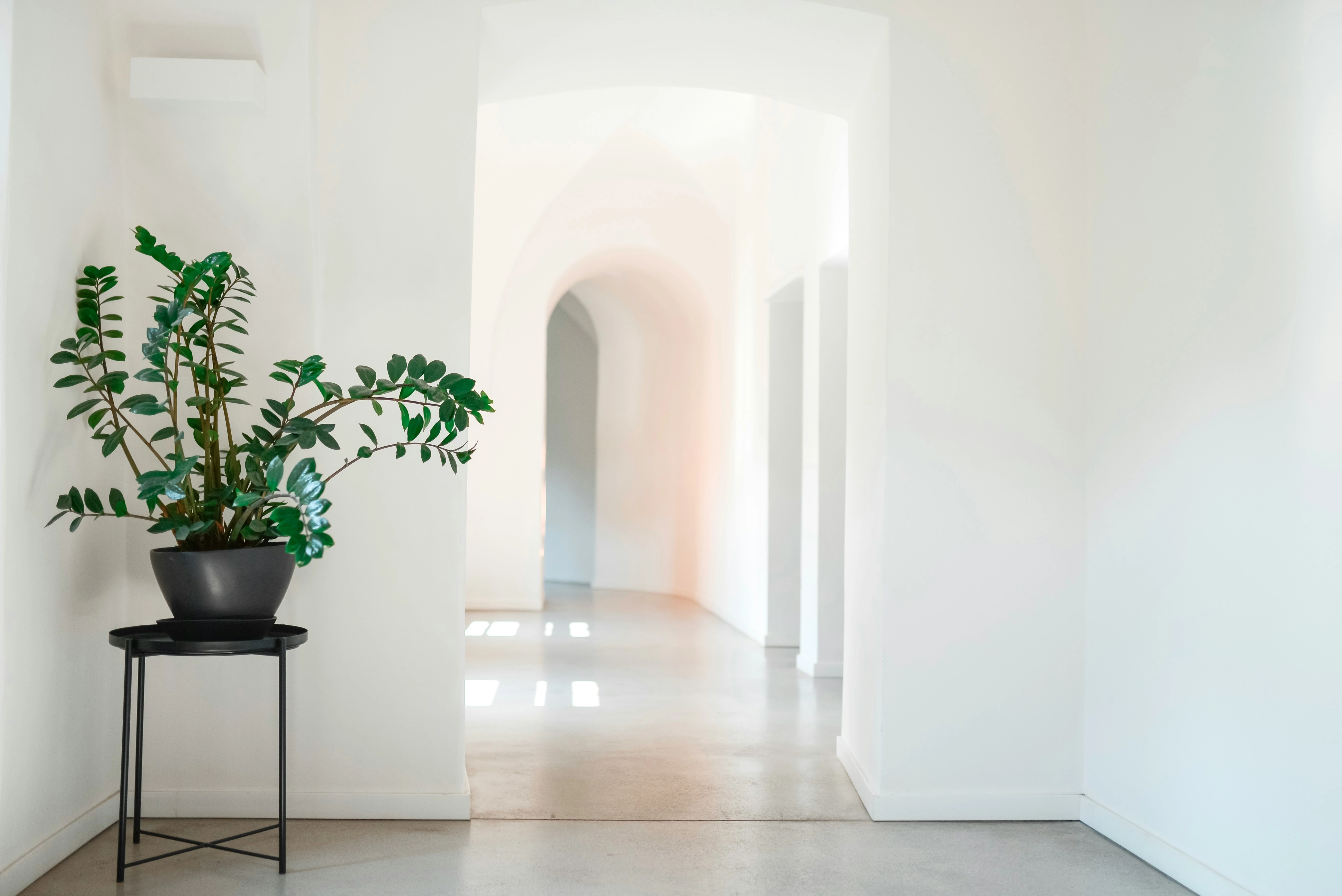The interior of a modern apartment, with a plant sitting in the corner.